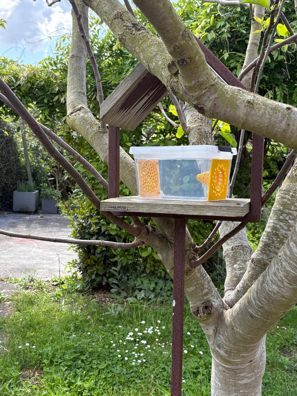 Aziatische geelpoothoornaar vallen | Box