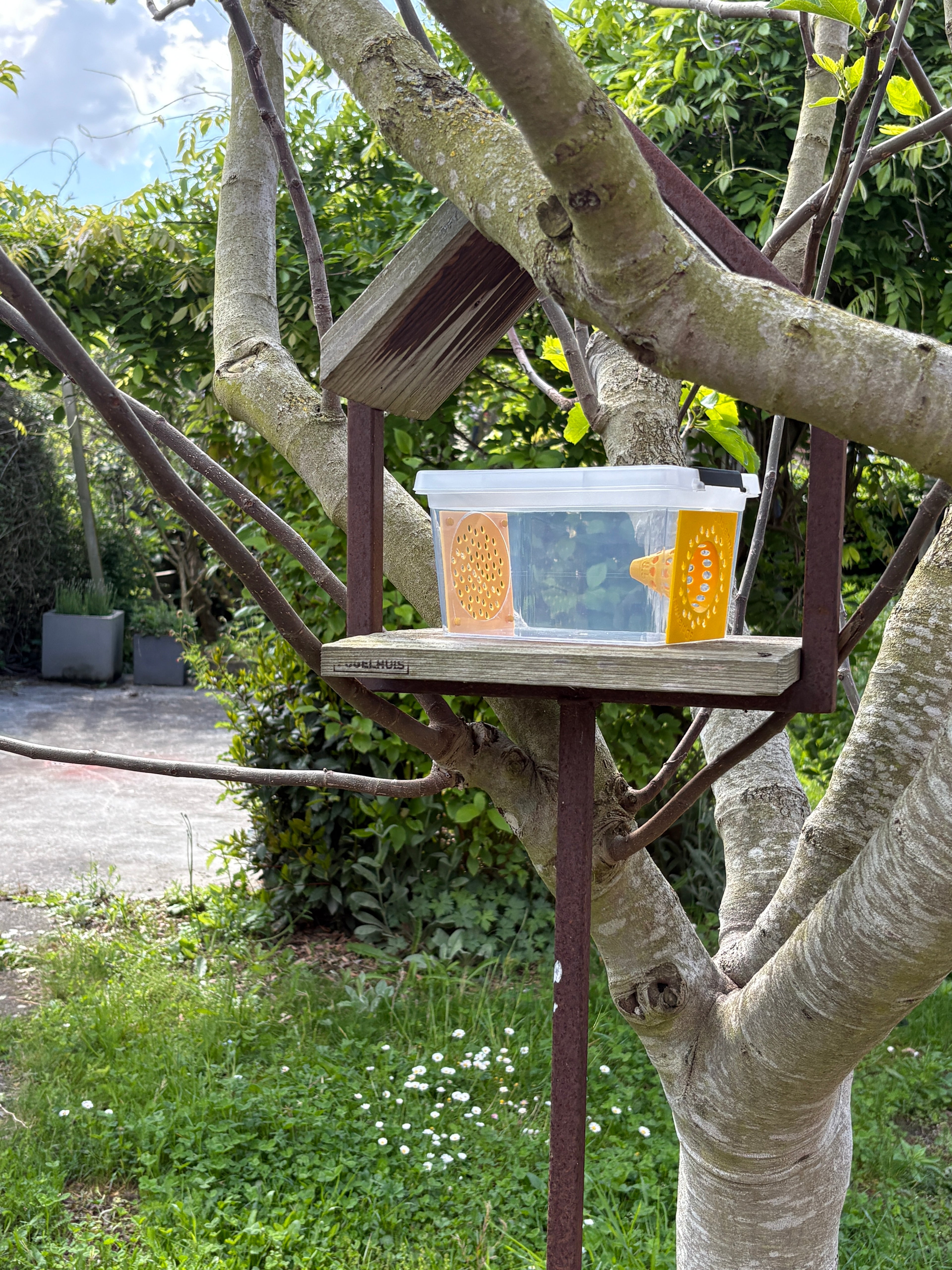 Aziatische geelpoothoornaar vallen | Box